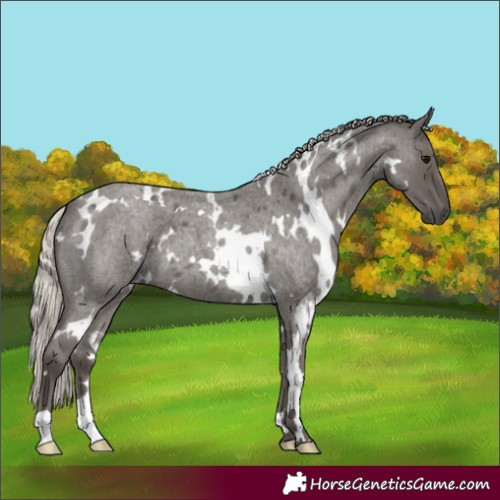 Horse Color:White Spotted Silver Blue Roan 
