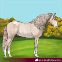 Horse Color:Gold Champagne Sabino Appaloosa Rabicano 