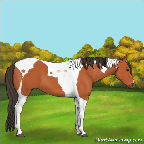 Horse Color:Bay Tobiano