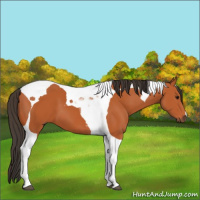 Horse Color:Bay Tobiano 