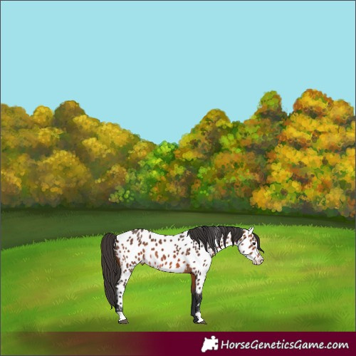 Horse Color:Bay Roan Appaloosa 