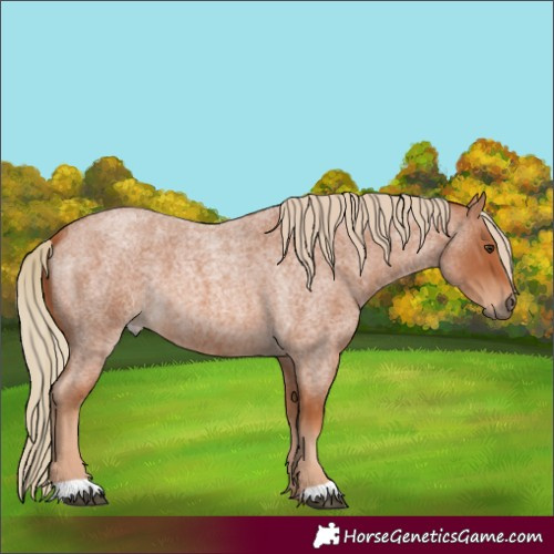 Horse Color:Red Roan
