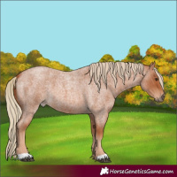 Horse Color:Red Roan 