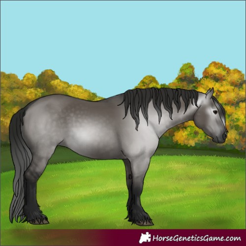 Horse Color:Gray Grullo 