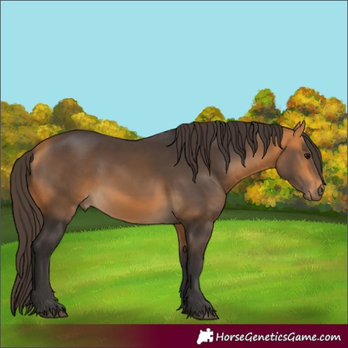 Horse Color:Buckskin 