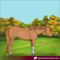 Horse Color:Chestnut Tobiano Rabicano