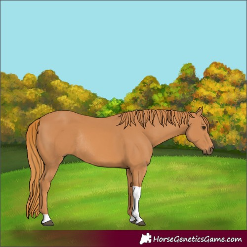 Horse Color:Chestnut Tobiano Rabicano 