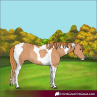 Horse Color:Chestnut Tobiano Rabicano
