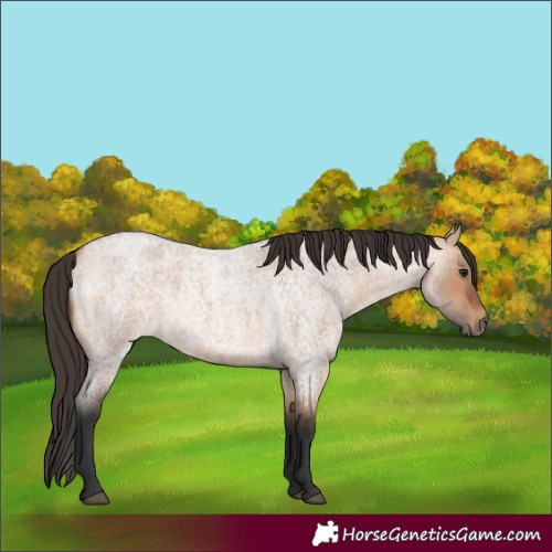 Horse Color:Bay Roan Dun 