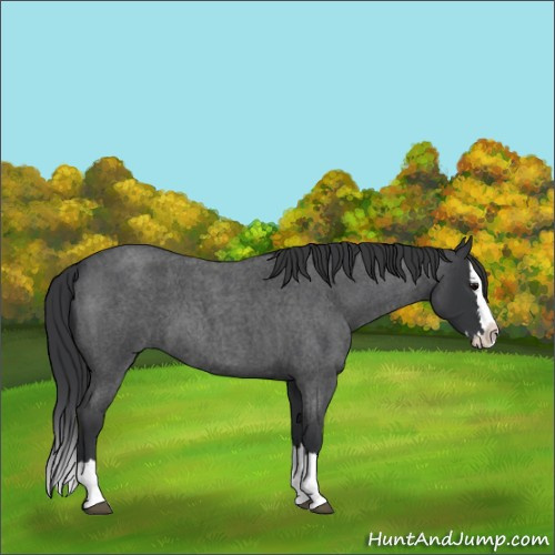 Horse Color:Blue Roan Splash 