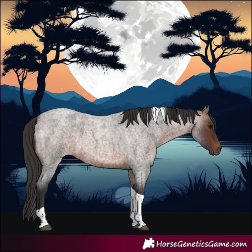 Horse Color:Brown Roan Tobiano
