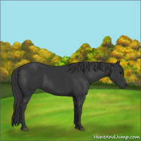 Horse Color:Black 