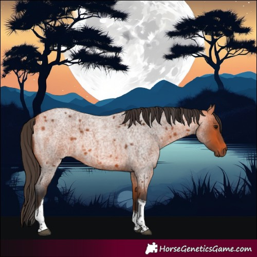 Horse Color:Bay Roan Tobiano