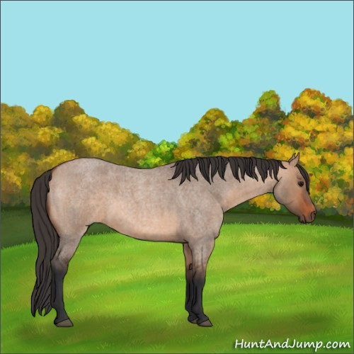 Horse Color:Bay Roan Dun 