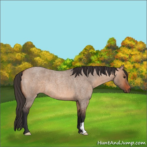 Horse Color:Bay Roan Dun
