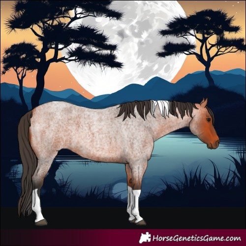 Horse Color:Bay Roan Tobiano