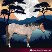 Horse Color:Bay Roan Tobiano