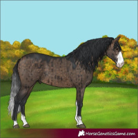 Horse Color:Brown Dun Sabino Brindle 