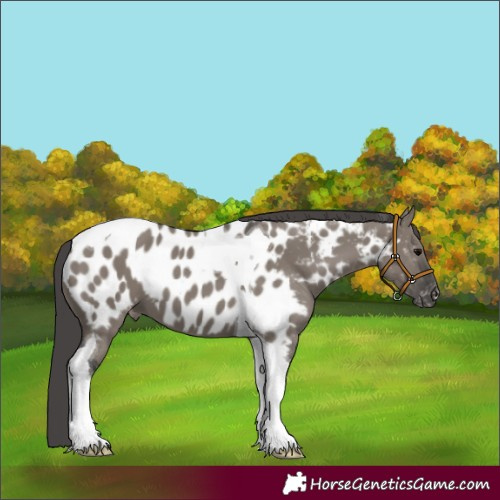 Horse Color:Grullo Tobiano Appaloosa 