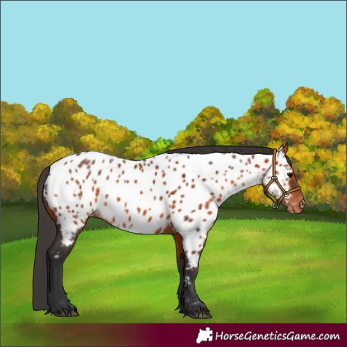 Horse Color:Bay Appaloosa 