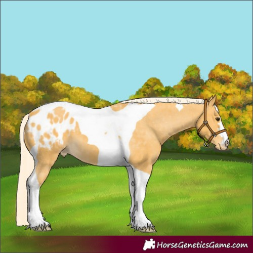 Horse Color:Palomino Tobiano Appaloosa 