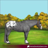 Horse Color:Black Appaloosa