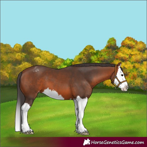 Horse Color:Bay Sabino Splash Appaloosa 