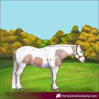 Horse Color:Bay Splash Tobiano Appaloosa 