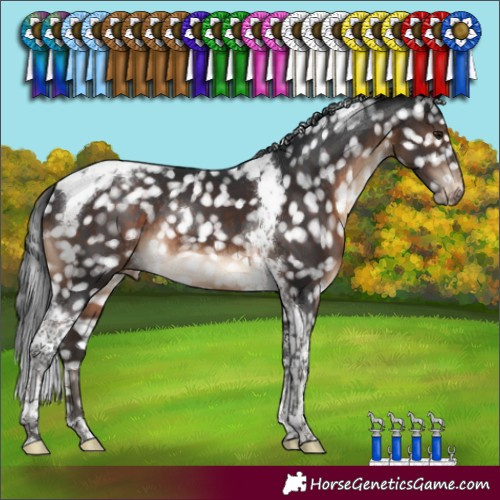 Horse Color:Brown Tobiano Appaloosa Rabicano 