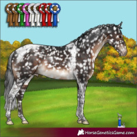 Horse Color:Brown Tobiano Appaloosa Rabicano 