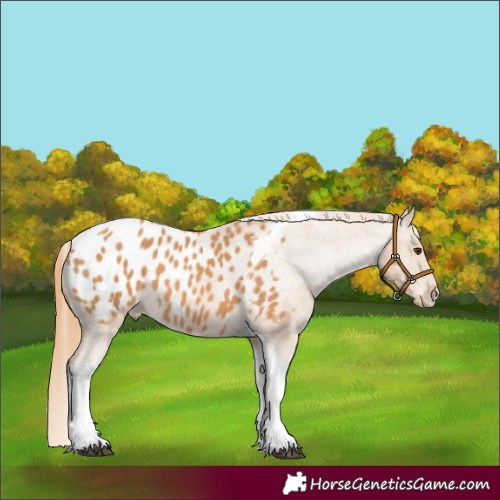Horse Color:Chestnut Tobiano Blanket 