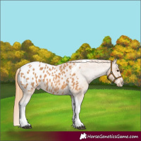 Horse Color:Chestnut Tobiano Blanket 