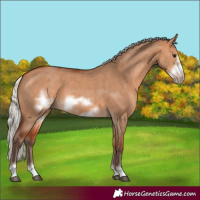 Horse Color:Silver Bay Dun Frame 
