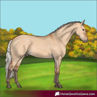 Horse Color:Silver Bay Dun 
