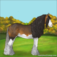 Horse Color:Buckskin Splash 