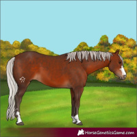 Horse Color:Silver Bay 