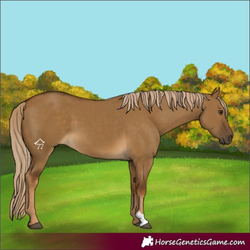 Horse Color:Chocolate Palomino Dun 