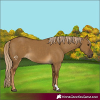 Horse Color:Chocolate Palomino Dun 