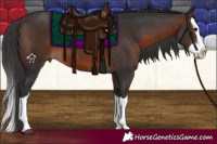 Horse Color:Brown Splash 