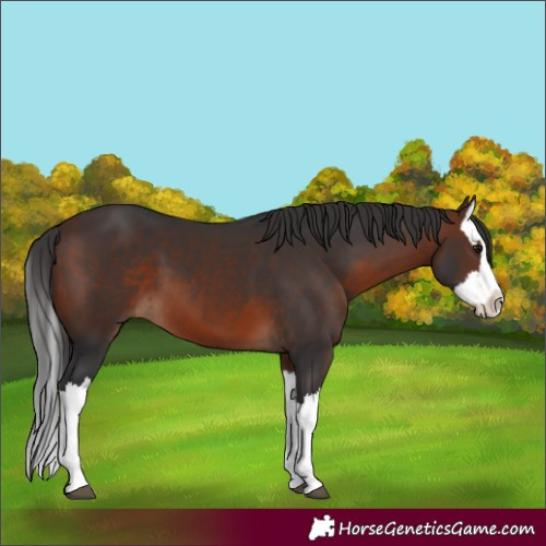 Horse Color:Brown Splash