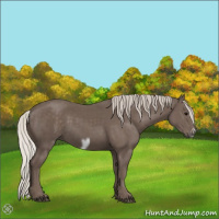 Horse Color:Silver Black Frame 