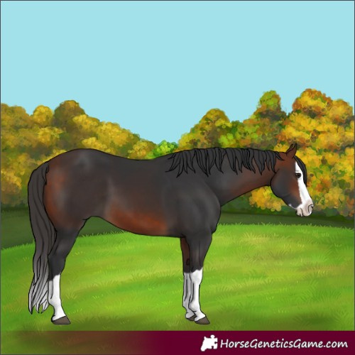 Horse Color:Bay Splash 
