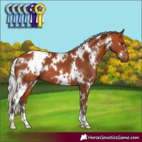 Horse Color:White Spotted Silver Bay 
