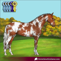 Horse Color:White Spotted Silver Bay 