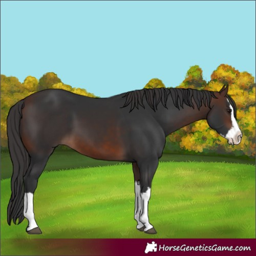 Horse Color:Brown Splash