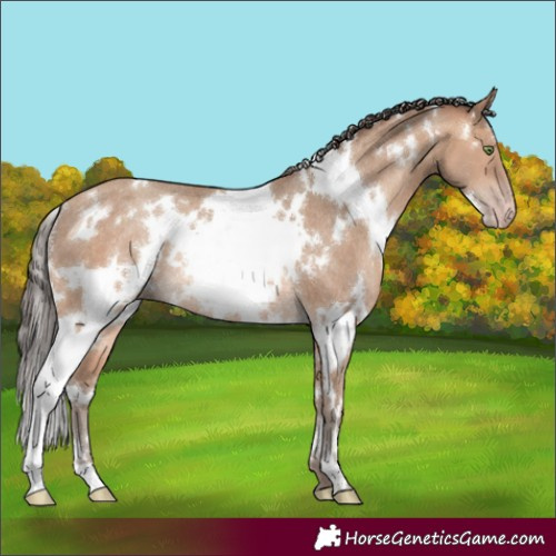 Horse Color:White Spotted Amber Champagne Rabicano 
