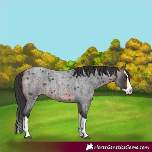 Horse Color:Brown Roan Splash 