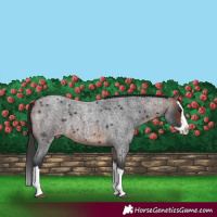 Horse Color:Brown Roan Splash 