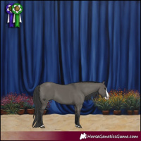 Horse Color:Grullo Splash 