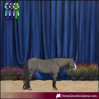 Horse Color:Grullo Splash 